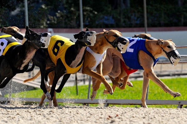 Greyhound Dog Racing How you can Bet while increasing